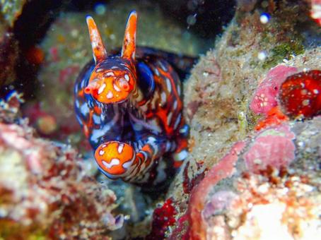 トラウツボ トラウツボ トラウツボ,ウツボ,海の写真素材