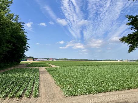 北海道の畑 北海道の畑,十勝,帯広の写真素材