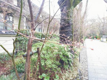 春まであと少し 春,桜,さくらの写真素材