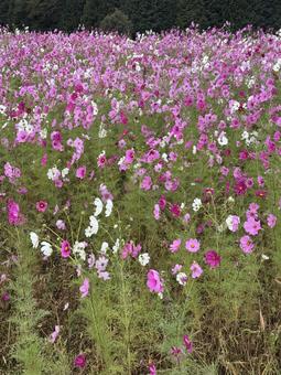 早朝のコスモス コスモス,早朝,朝の写真素材