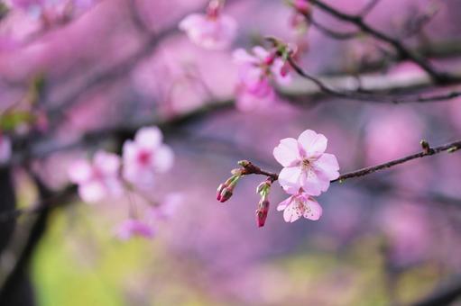 Kawazu cherry blossoms herald the arrival of spring, JPG