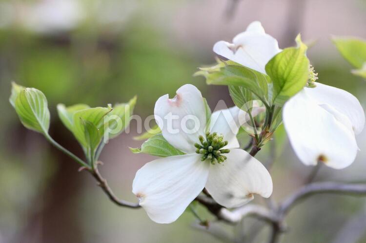 白色の花水木の花 ハナミズキ,花水木,ミズキ科の植物の写真素材