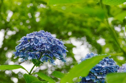 Hydrangea(98), JPG Hydrangea(98), JPG
