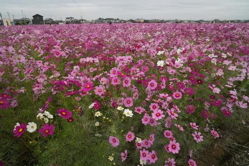 コスモス(安城市赤松町) コスモス(安城市赤松町)の写真