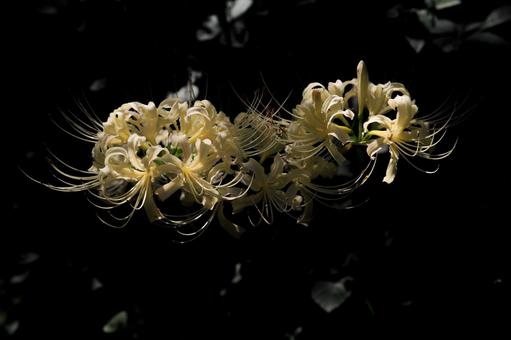 白い彼岸花 白い彼岸花 ヒガンバナ,白,秋の写真素材