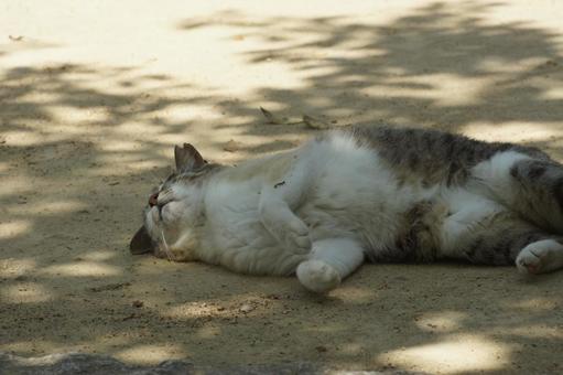 ねこ 箱座り,飼い猫,家猫の写真素材
