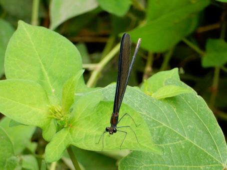 【昆虫写真】ハグロトンボ（羽黒蜻蛉）の写真