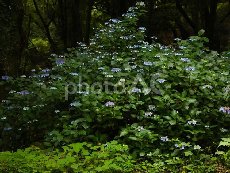 ヤマアジサイの花４ ヤマアジサイ,ガクアジサイ,アジサイの花の写真素材