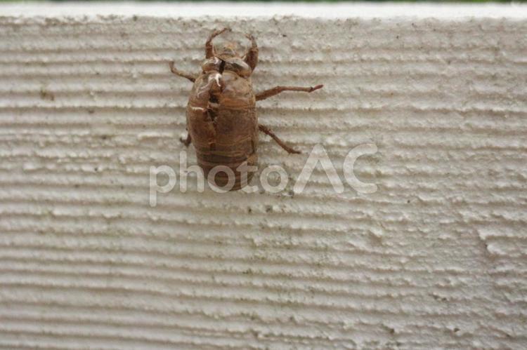 今年初めてのセミの抜け殻 セミの抜け殻,抜け殻,セミの写真素材