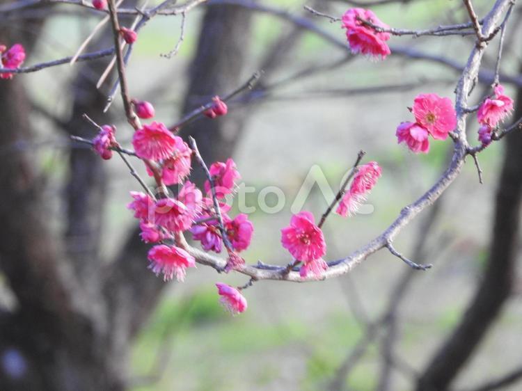 2月の風景 花,梅,自然の写真素材