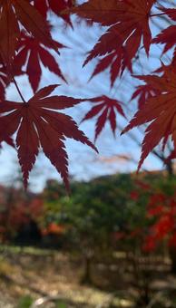 紅葉一色の写真