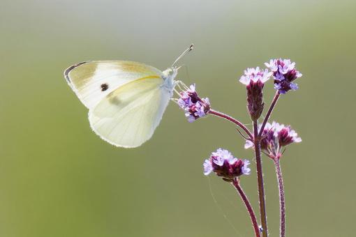 Cabbage white butterfly, backlit, JPG Cabbage white butterfly, backlit, JPG