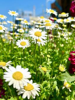 空に向かって咲く花の写真