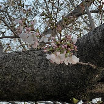 Photo, sakura, cherry blossoms in full bloom, five minutes blooming, 