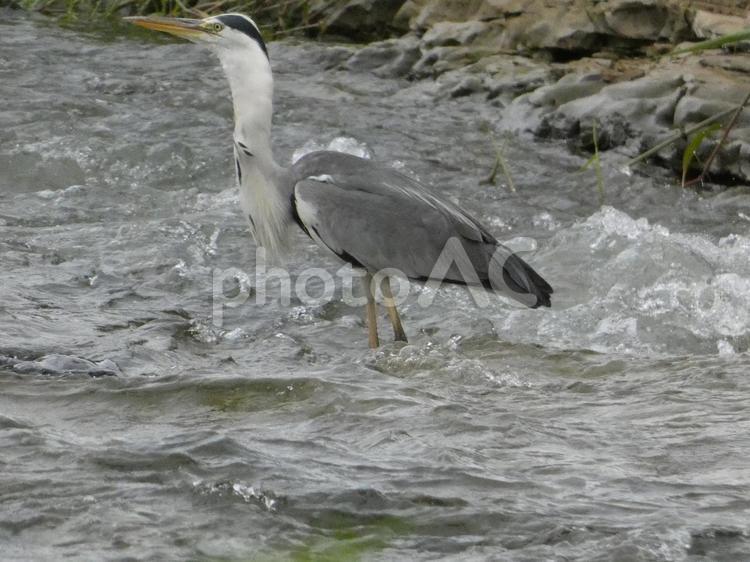 魚を呑み込んでしまったアオサギ 鳥,野鳥,アオサギの写真素材