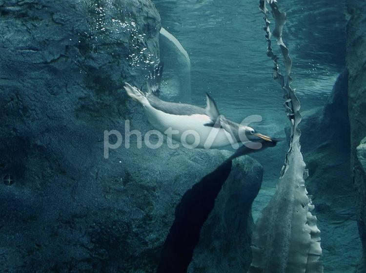 水中で海藻をくわえるペンギン ペンギン,泳ぐ,海藻の写真素材