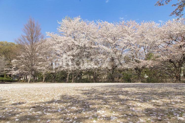 桜　さくら　公園　花びら　舞い散る 桜,さくら,サクラの写真素材
