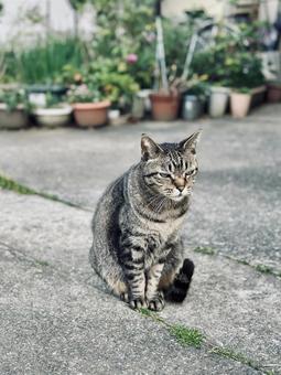 庭先でじっと座るキジトラ猫 猫のいる暮らし,哀愁,動物の写真素材