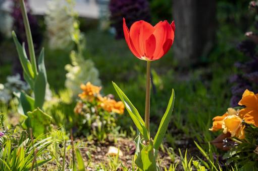近所の公園で見たお花 近所の公園で見たお花の写真