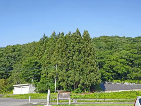 田舎の木々と晴天の写真