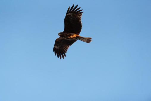 大空を優雅に舞うトビ 大空を優雅に舞うトビ トビ,猛禽類,野鳥の写真素材