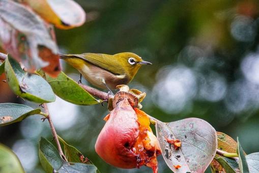 柿次郎参上5 動物,生き物,癒しの写真素材