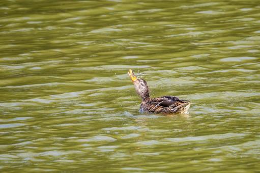 マガモ⑷の写真