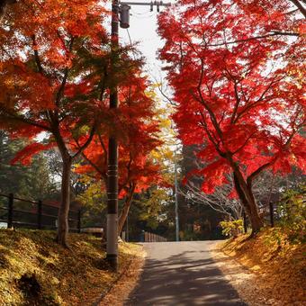 真っ赤な紅葉トンネル佐白山麓公園へ続く道 真っ赤な紅葉トンネル佐白山麓公園へ続く道の写真