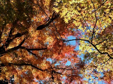 ときがわの紅葉 ときがわの紅葉 紅葉,ときがわ,赤の写真素材