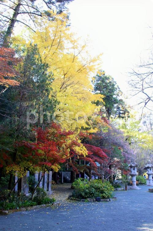 福岡県宗像市の鎮国寺境内風景 鎮国寺,宗像市,紅葉の写真素材