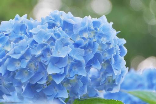 Hydrangea, JPG