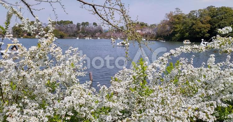 洗足池公園、雪柳が風に吹かれ池の中に 自然,雪柳,公園の写真素材