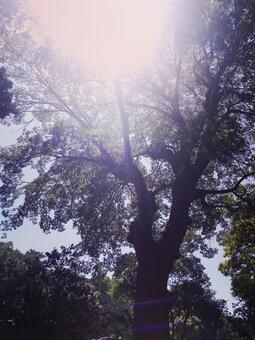 夏の木 夏の木の写真