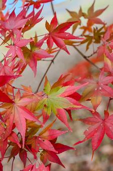 もみじ 紅葉,もみじ,かえでの写真素材