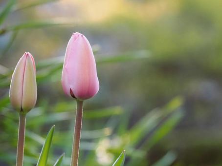 春の花 チューリップ つぼみ⑰ 春の花 チューリップ つぼみ⑰の写真