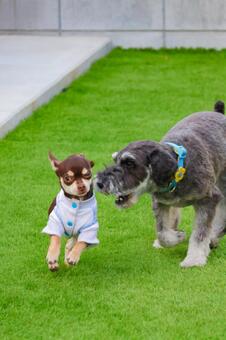 じゃれ合うワンコたち 犬,ミニチュアシュナウザー,ペットの写真素材