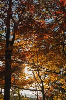 空を埋め尽くす黄色とオレンジの秋の葉 紅葉,黄葉,もみじの写真素材