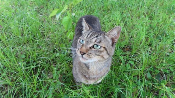 日々のパトロールを欠かさないもふもふな猫 日々のパトロールを欠かさないもふもふな猫 猫,キジトラ,パトロールの写真素材