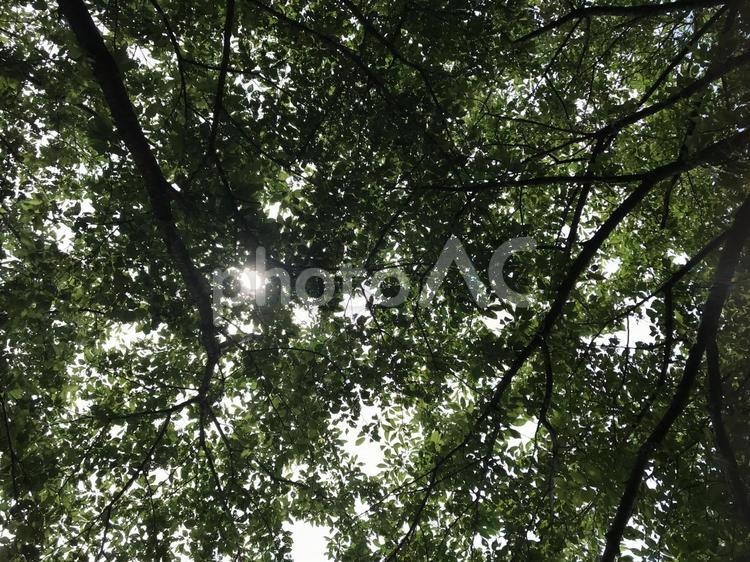 木漏れ日 自然,木漏れ日,木の写真素材