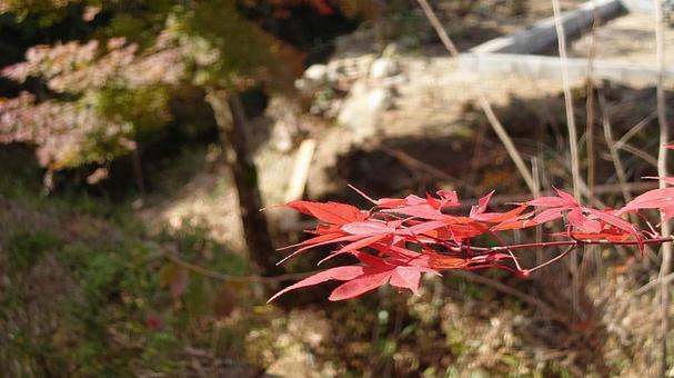 紅葉 紅葉の写真