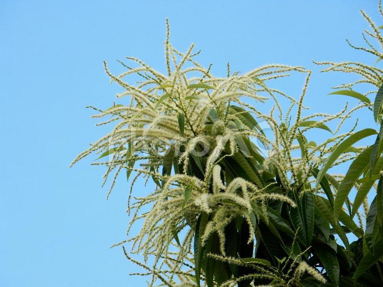 【植物写真】栗の花 クリ,栗,植物の写真素材