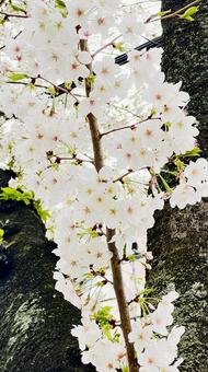 春の桜 春の桜の写真