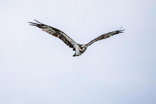 ミサゴ(120)の写真