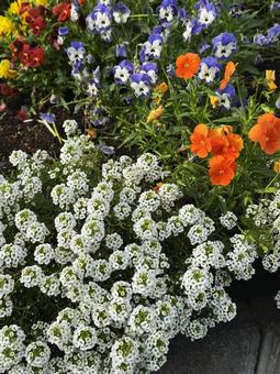 寄せ植え 寄せ植え,花,春の写真素材