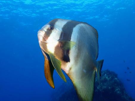 伊豆大島のツバメウオ 伊豆大島のツバメウオの写真