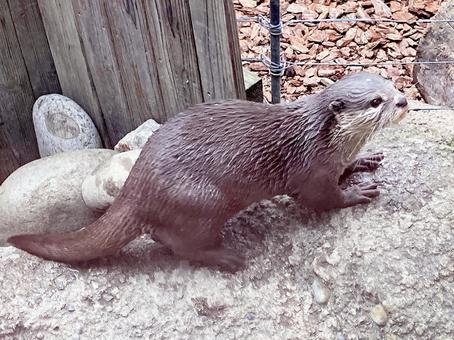 コツメカワウソ コツメカワウソの写真