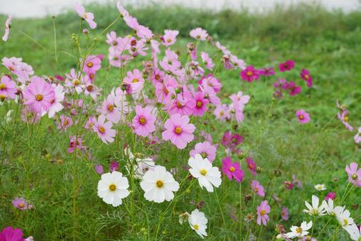 コスモスの花 コスモス,秋,花の写真素材