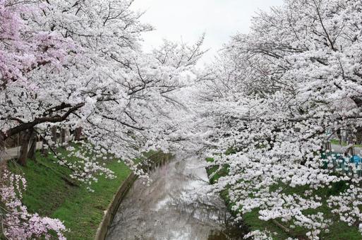 Cherry blossoms in full bloom, JPG