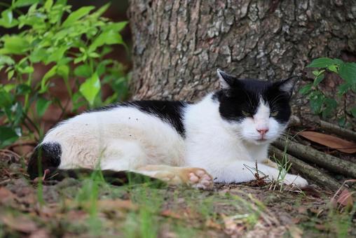 警戒してイカ耳になる野良猫(ハチワレ) 警戒してイカ耳になる野良猫(ハチワレ)の写真