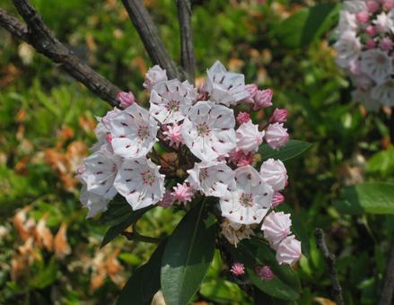 アメリカシャクナゲ アメリカシャクナゲ,亜米利加石楠花,亜米利加石南花の写真素材
